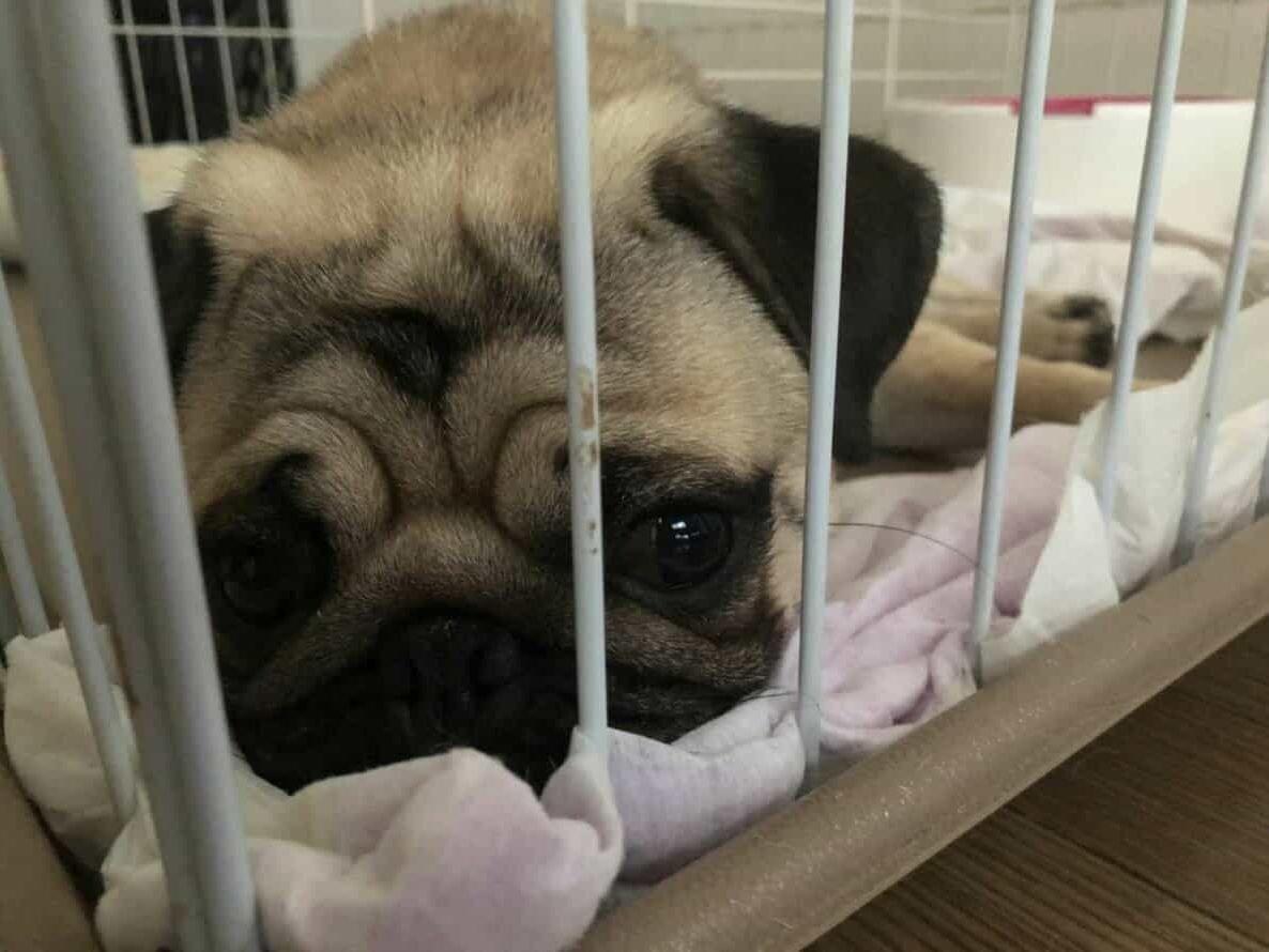 ルイくんちゃん ルイくんちゃん