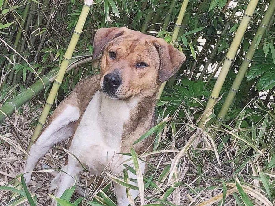 保護された犬 保護された犬