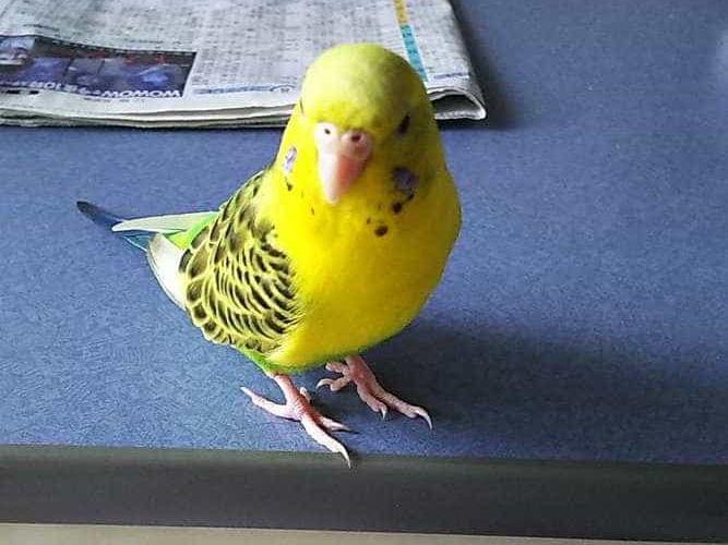 ぴーちゃん ぴーちゃん
