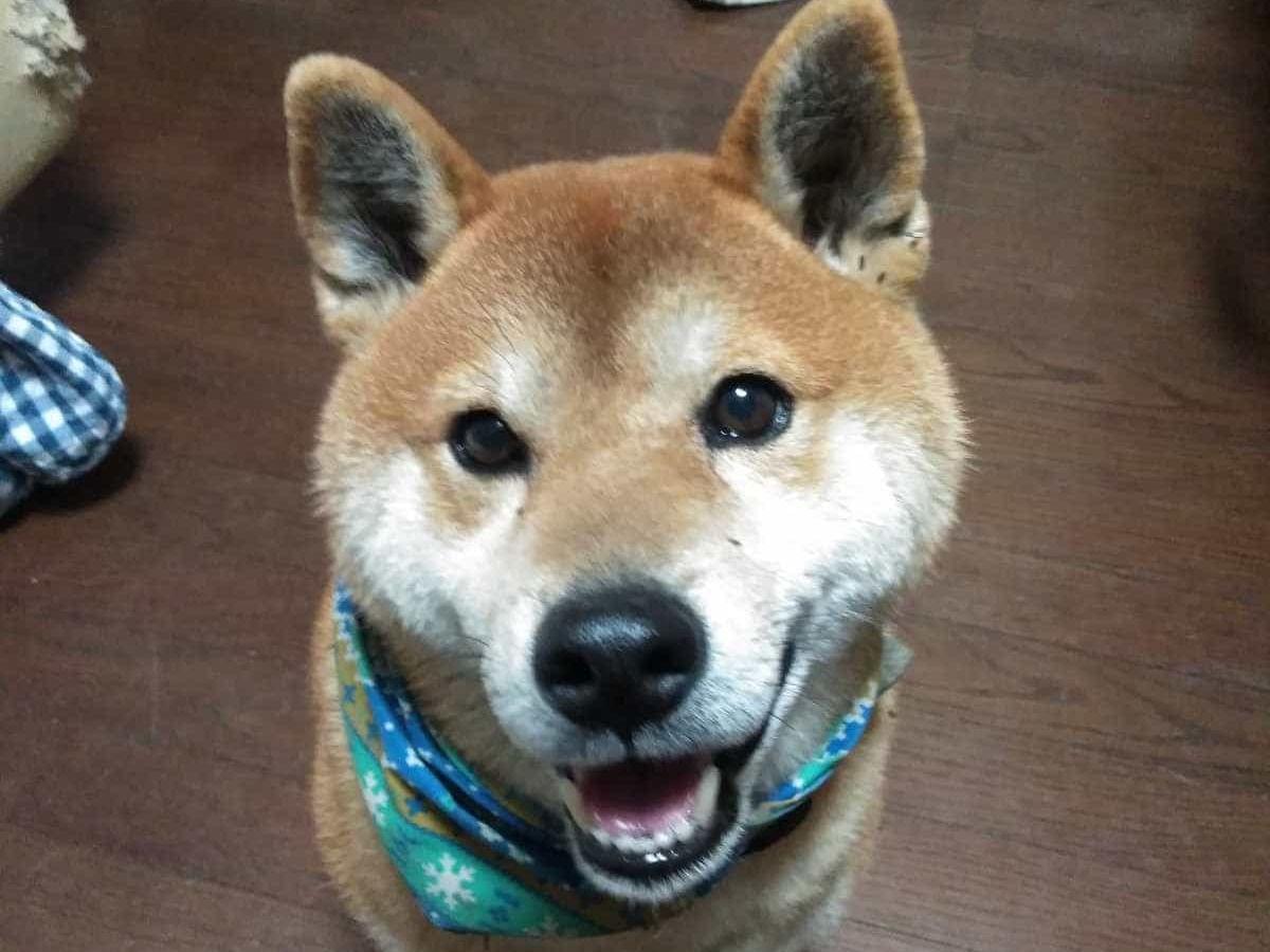 保護された犬 保護された犬
