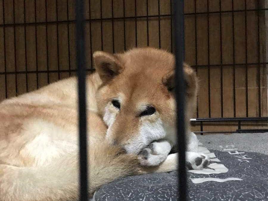 はなちゃん はなちゃん
