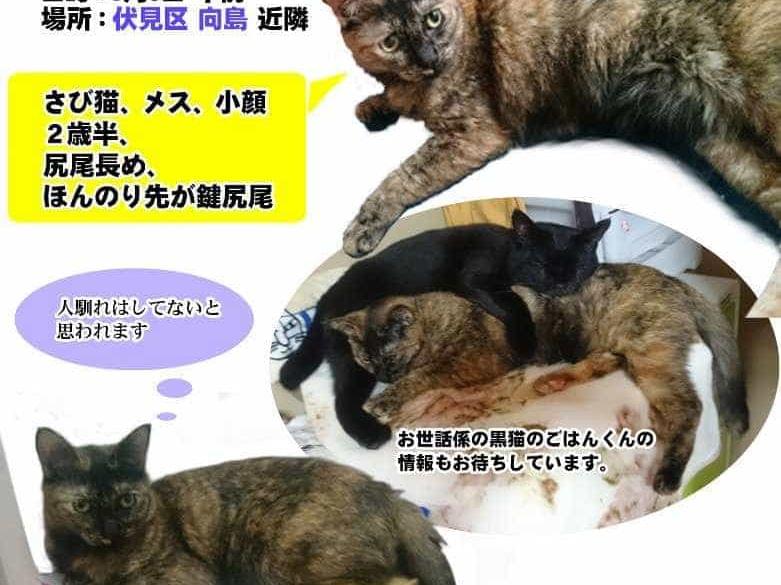 れたすちゃん れたすちゃん