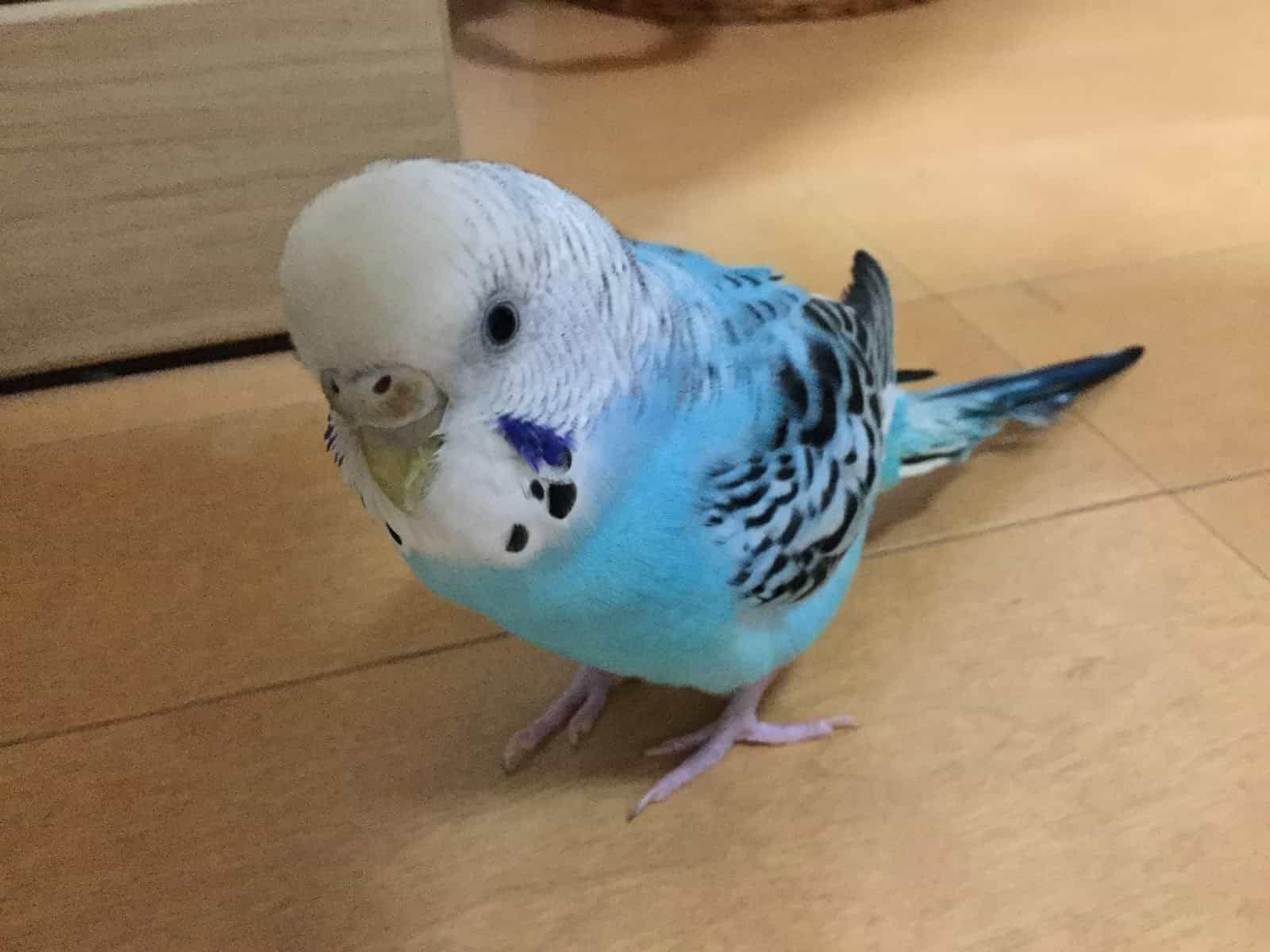 ピピちゃん ピピちゃん