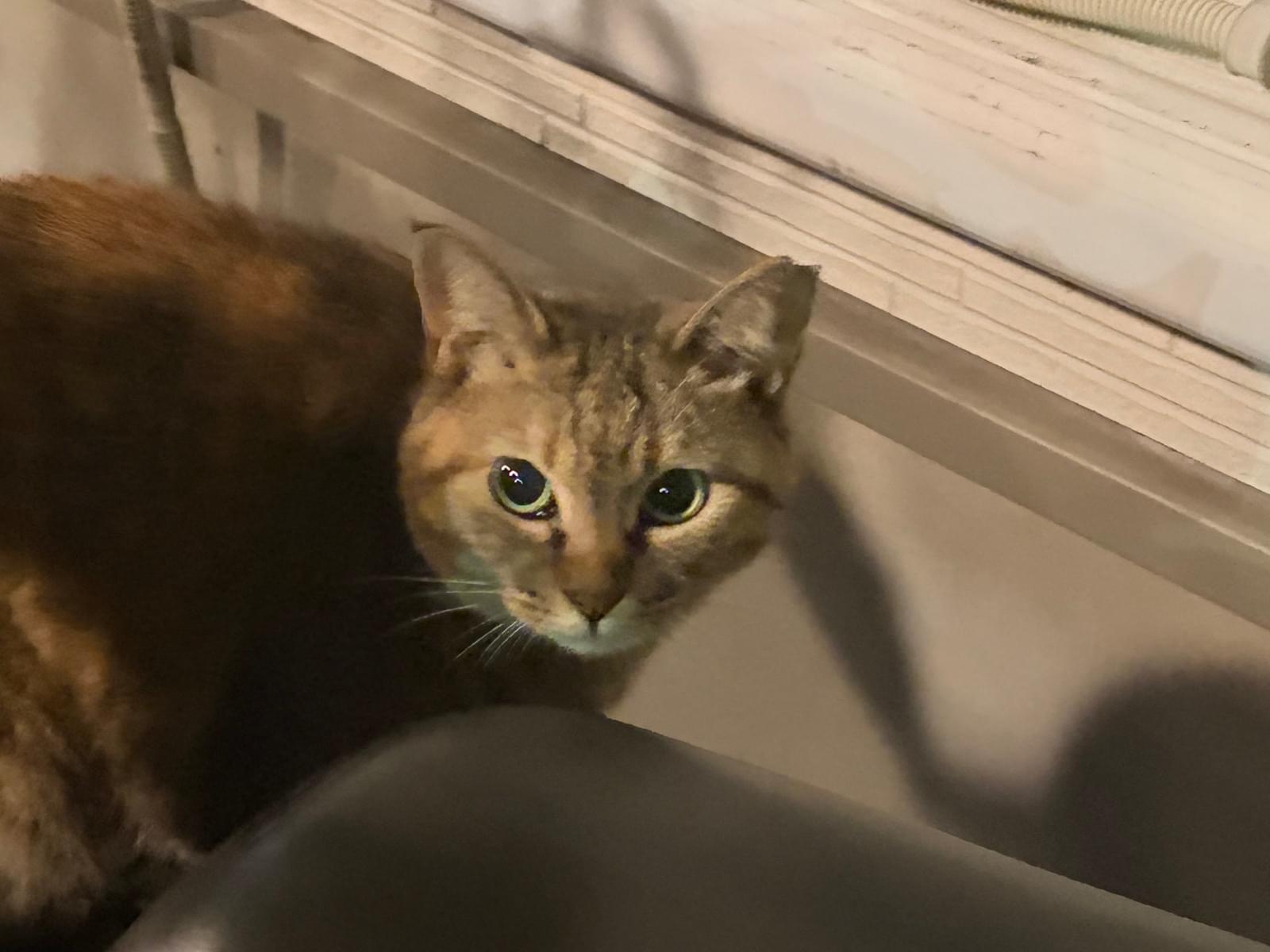 目撃された猫 目撃された猫