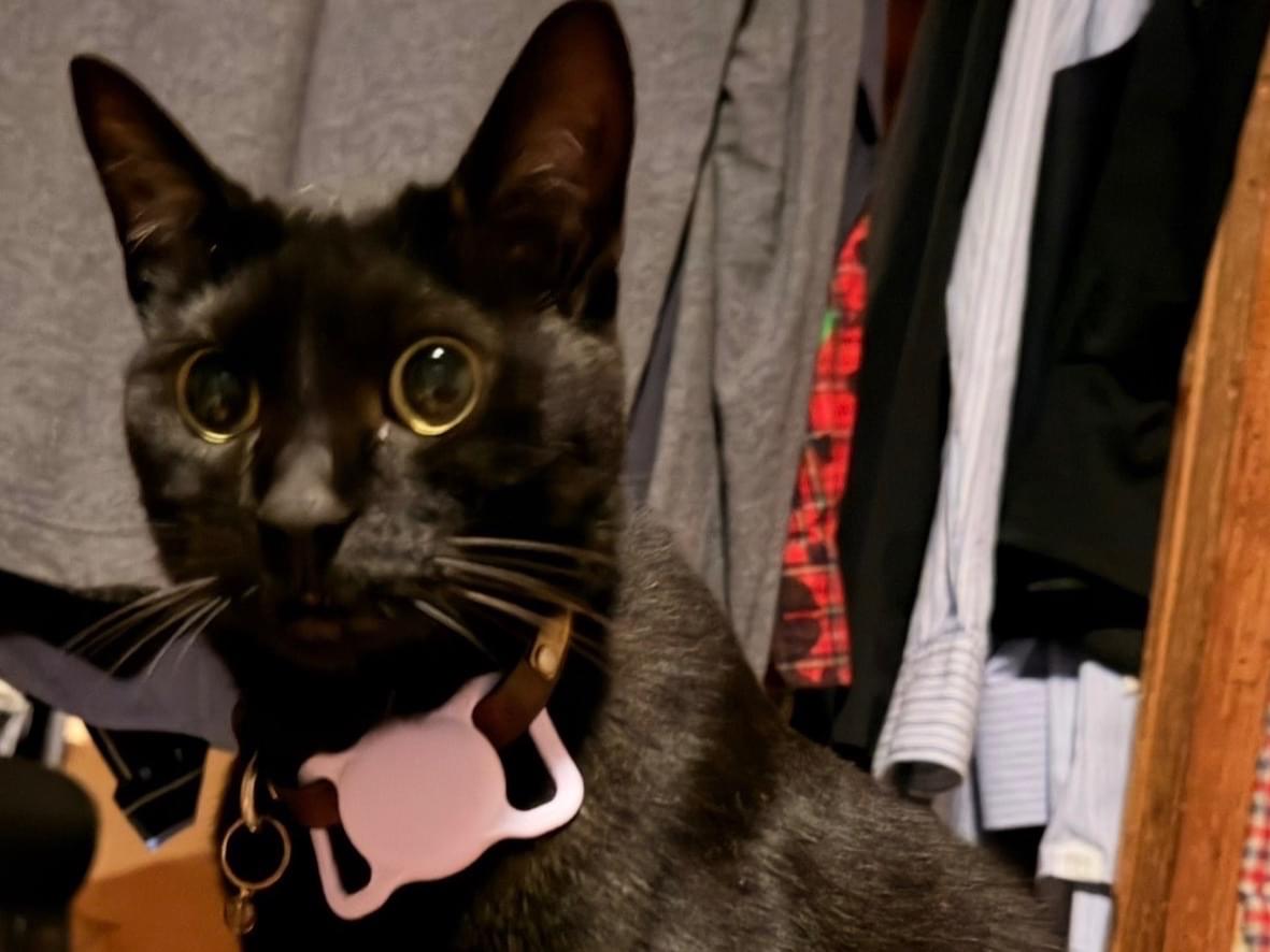 カミュ CAMUESちゃん