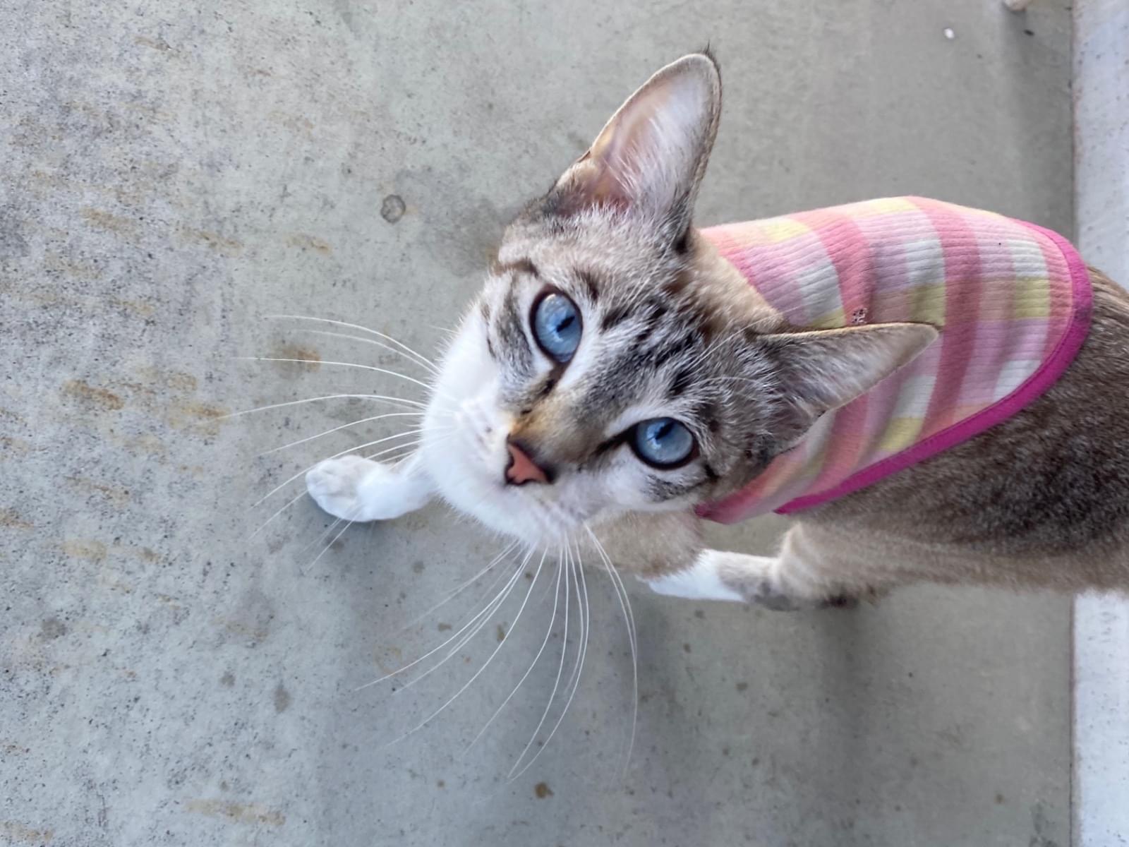 目撃された猫 目撃された猫