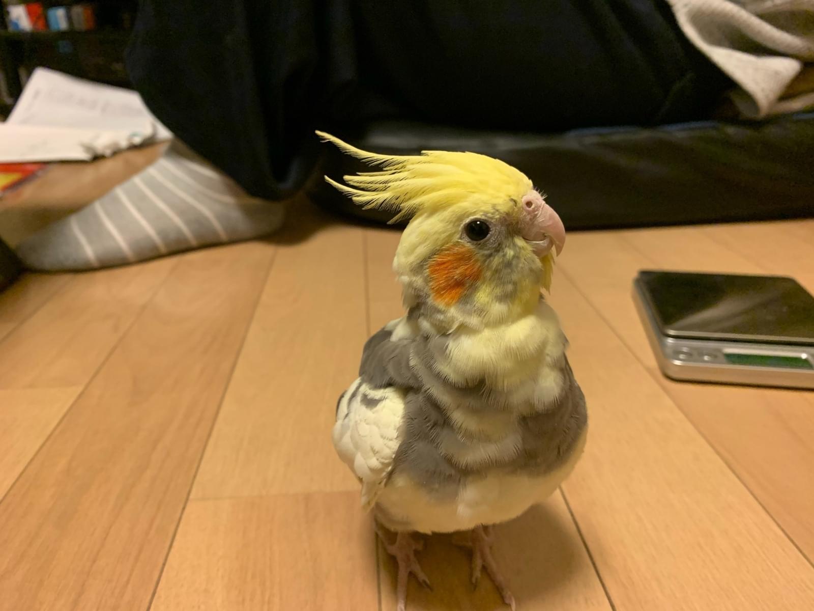 くーちゃん くーちゃん