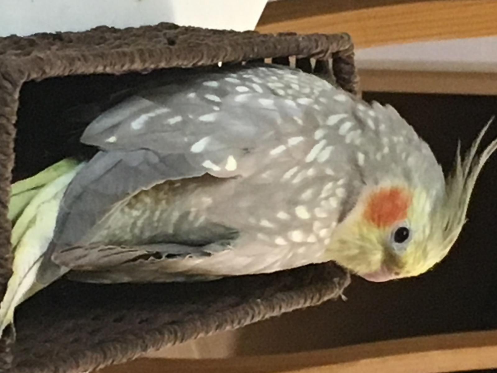 ルルちゃん ルルちゃん