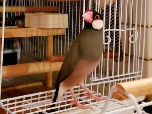 迷子の桜文鳥を探しています!