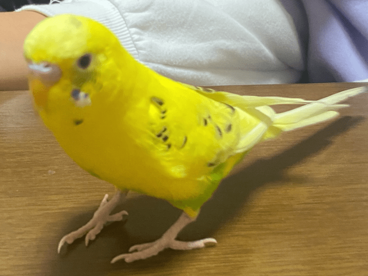チッチちゃん チッチちゃん