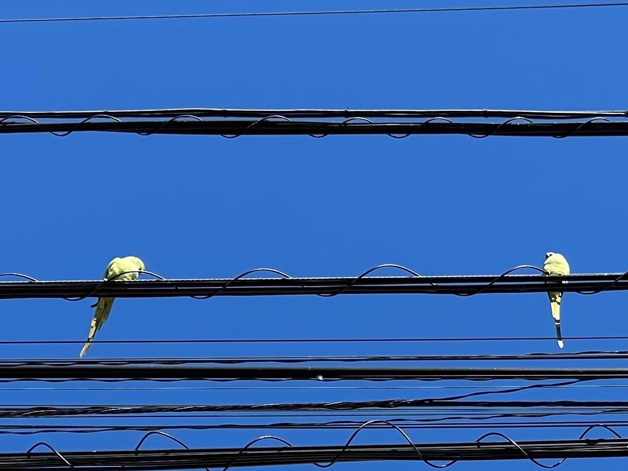 目撃された鳥 目撃された鳥