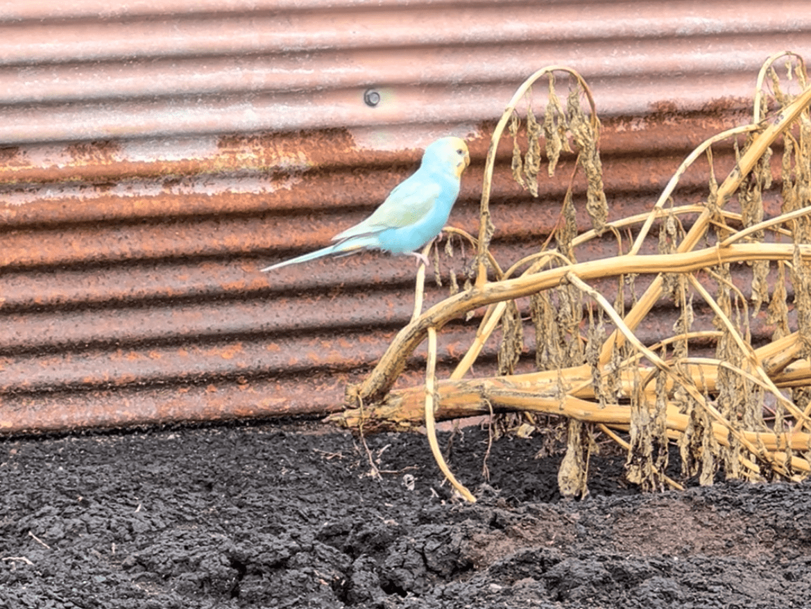 目撃された鳥 目撃された鳥