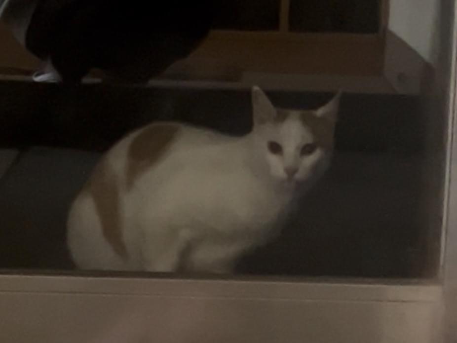 目撃された猫 目撃された猫