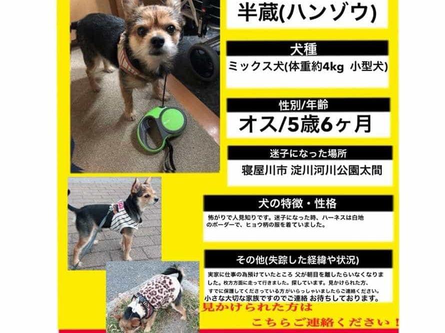 はんぞうちゃん はんぞうちゃん