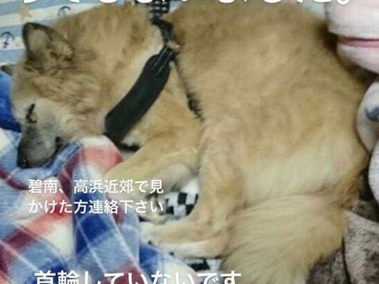 コロちゃん コロちゃん