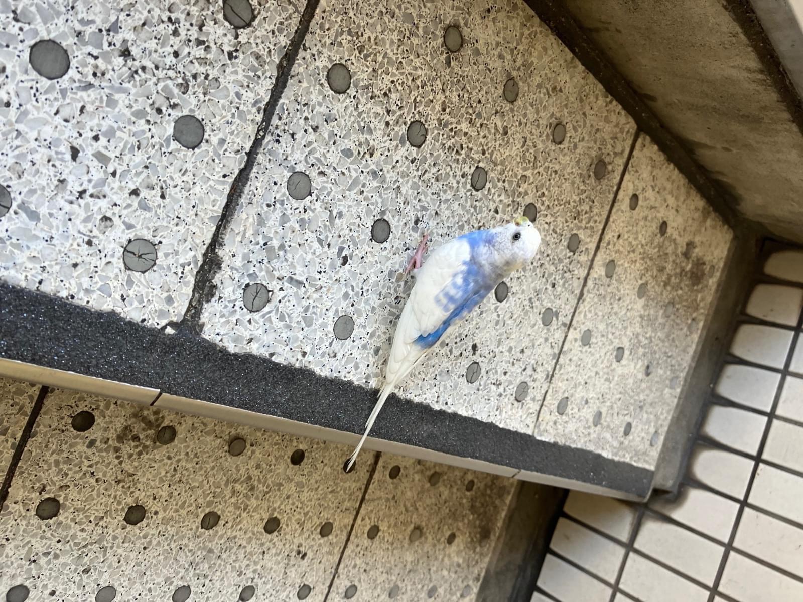 目撃された鳥