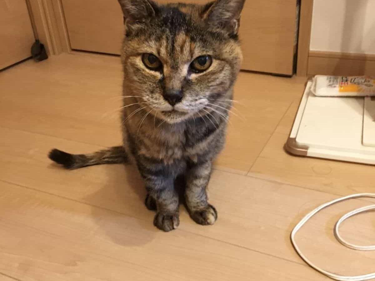 保護された猫 保護された猫