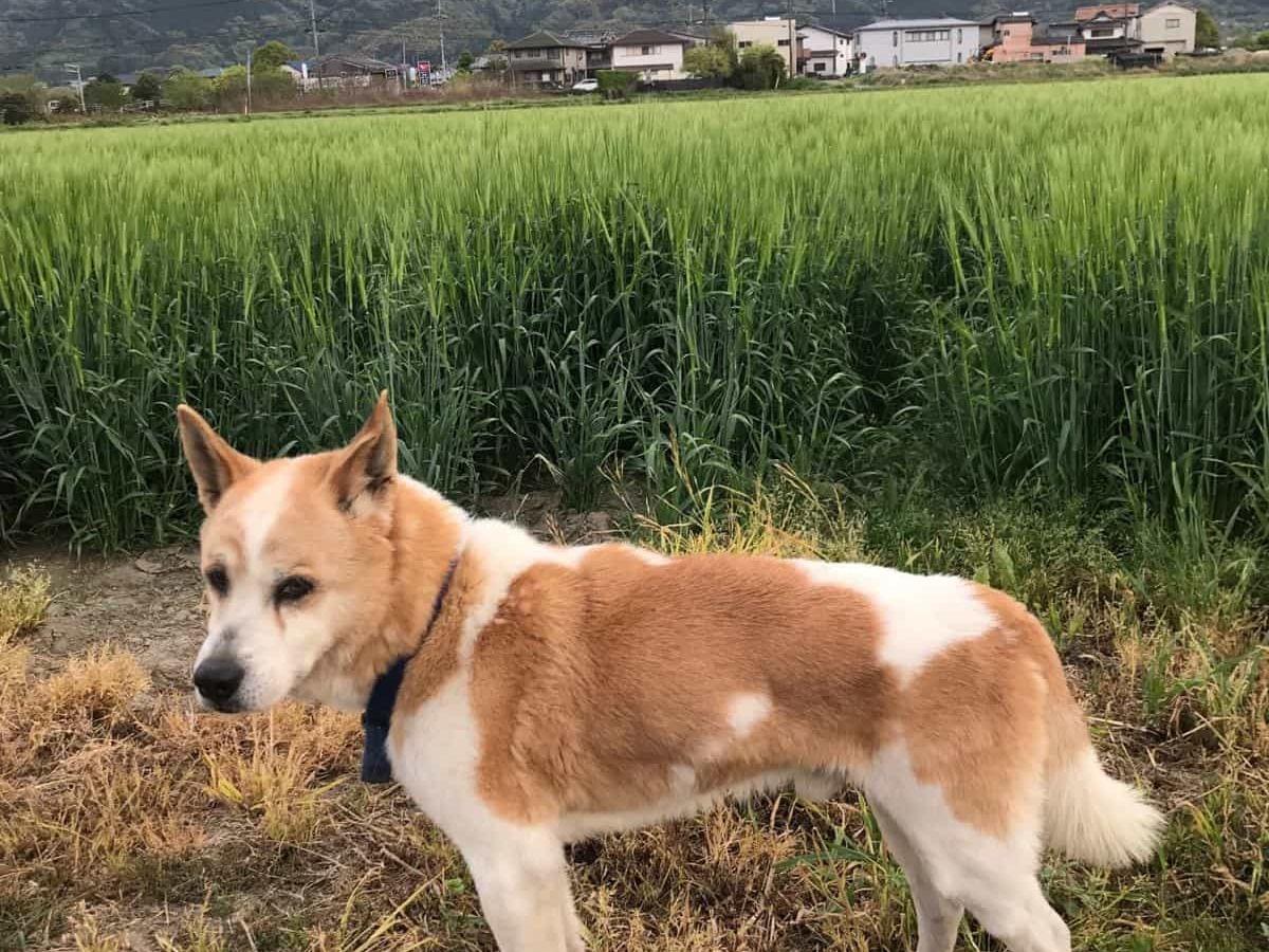 だいちゃん だいちゃん