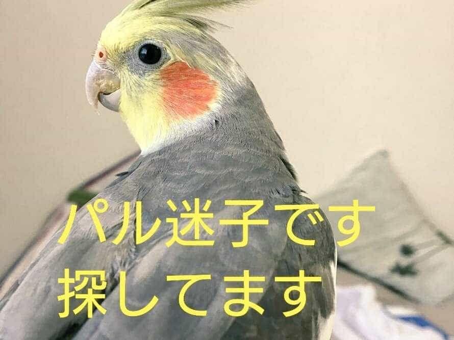 パルちゃん パルちゃん