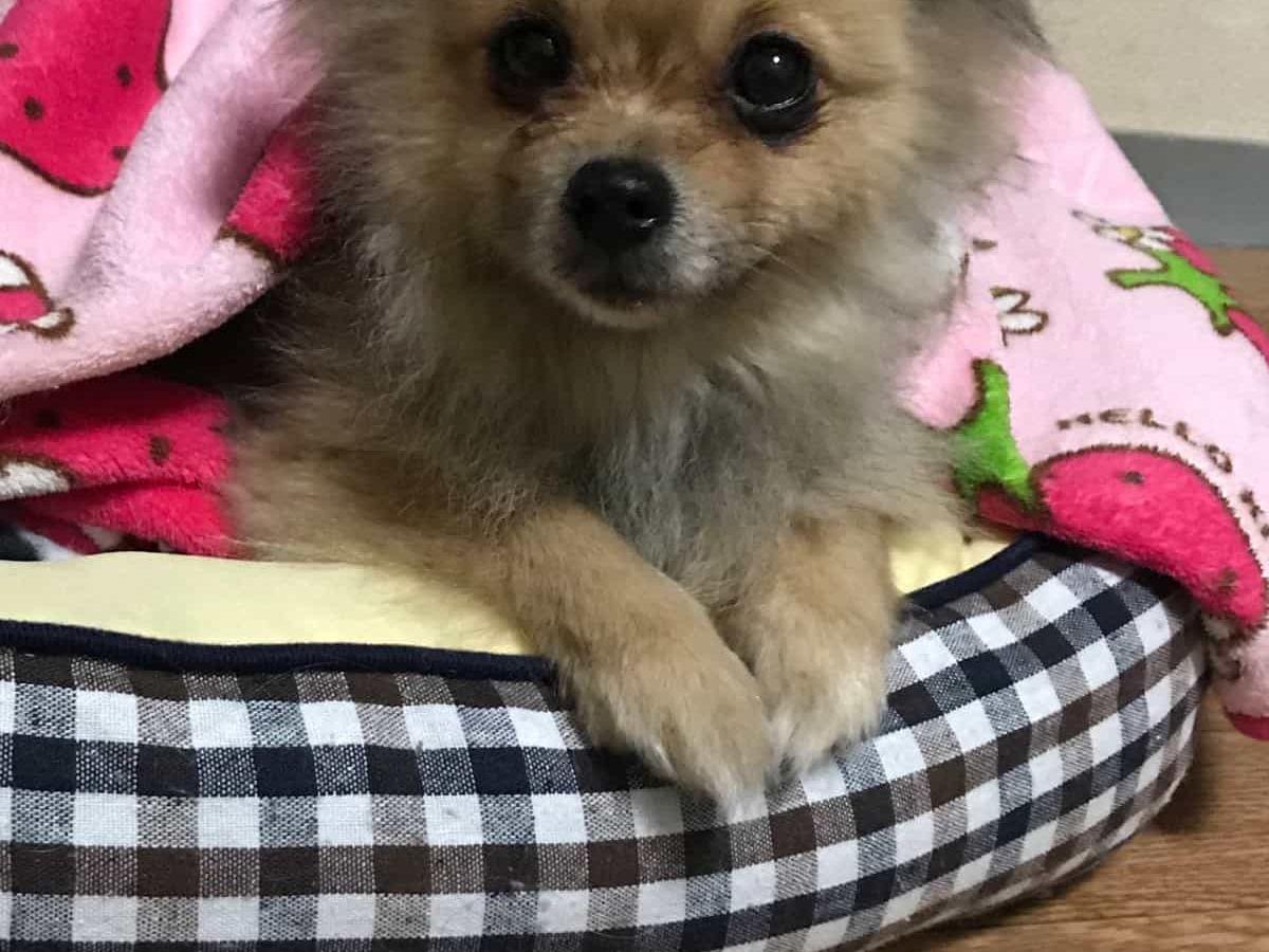 保護された犬 保護された犬