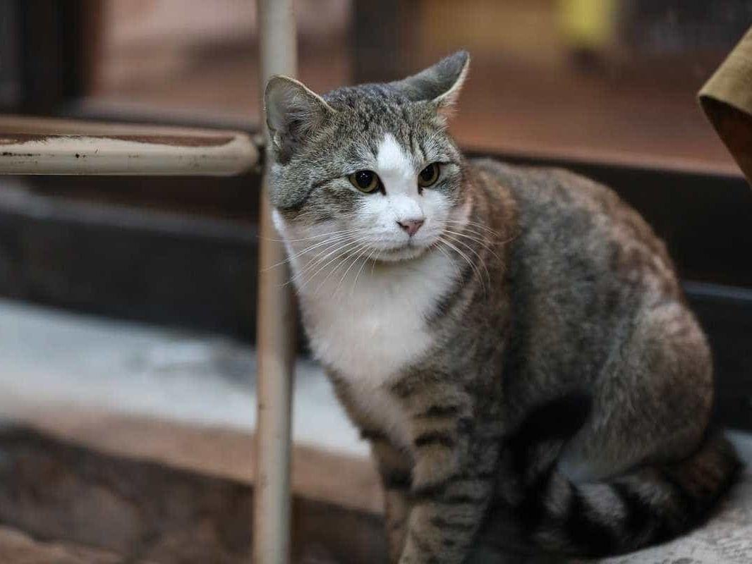 アントニオちゃん アントニオちゃん