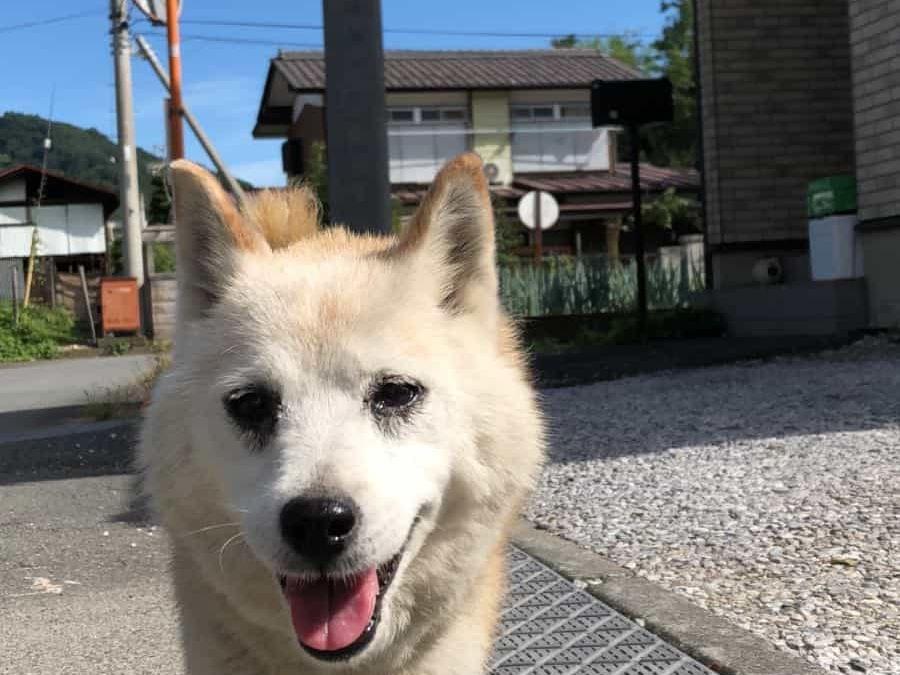 はっぴーちゃん はっぴーちゃん