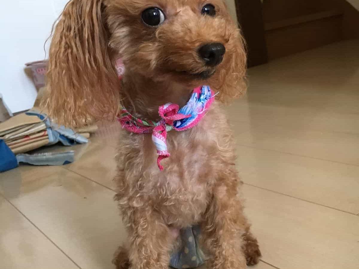 ティアラちゃん ティアラちゃん