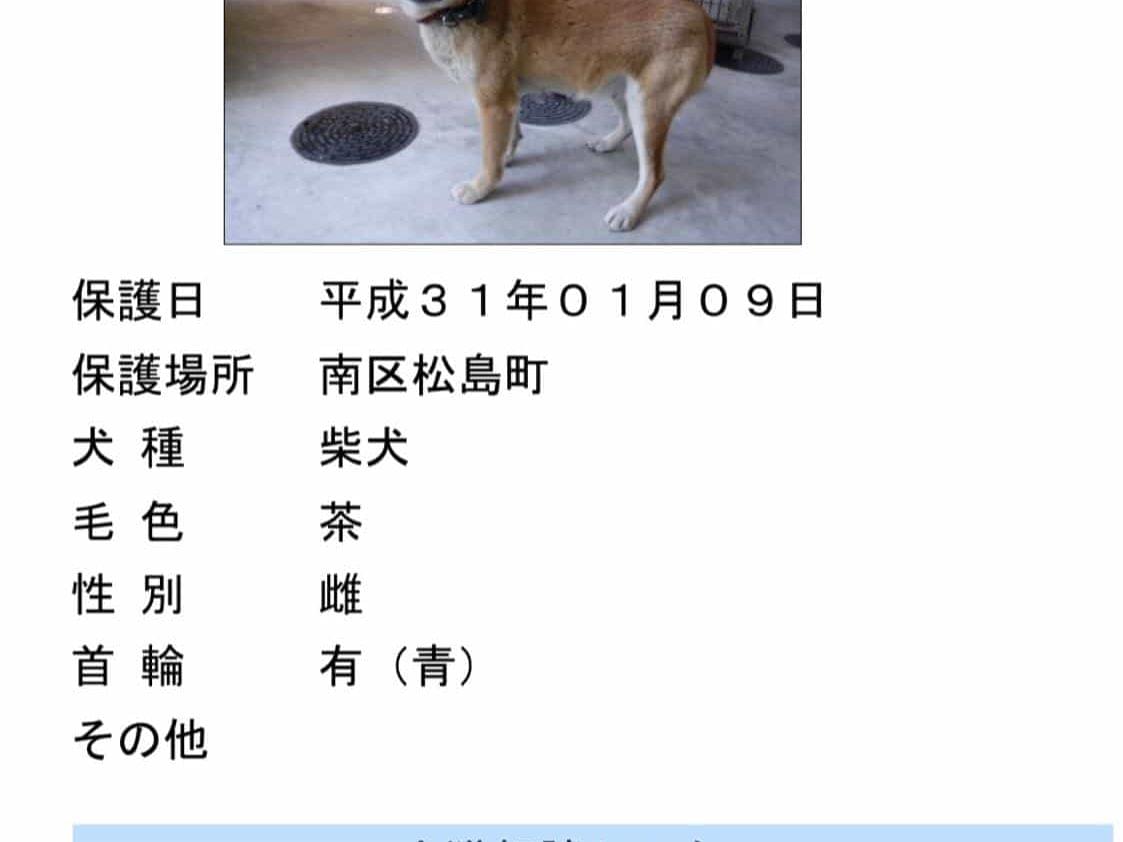 保護された犬 保護された犬