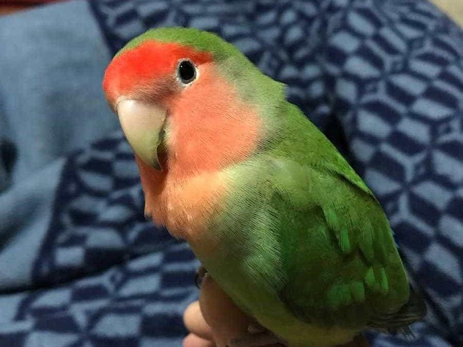 きりちゃん きりちゃん
