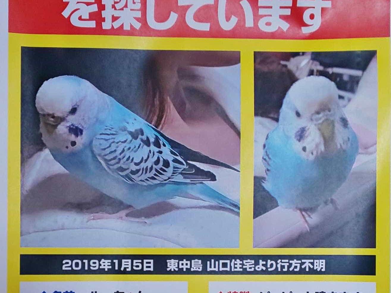 ルカリオちゃん ルカリオちゃん