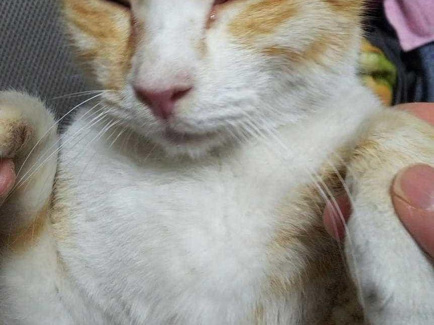 保護された猫 保護された猫