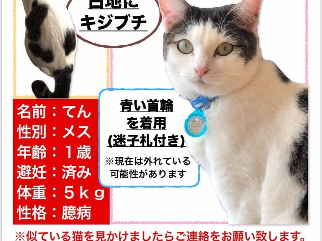 てんちゃん てんちゃん