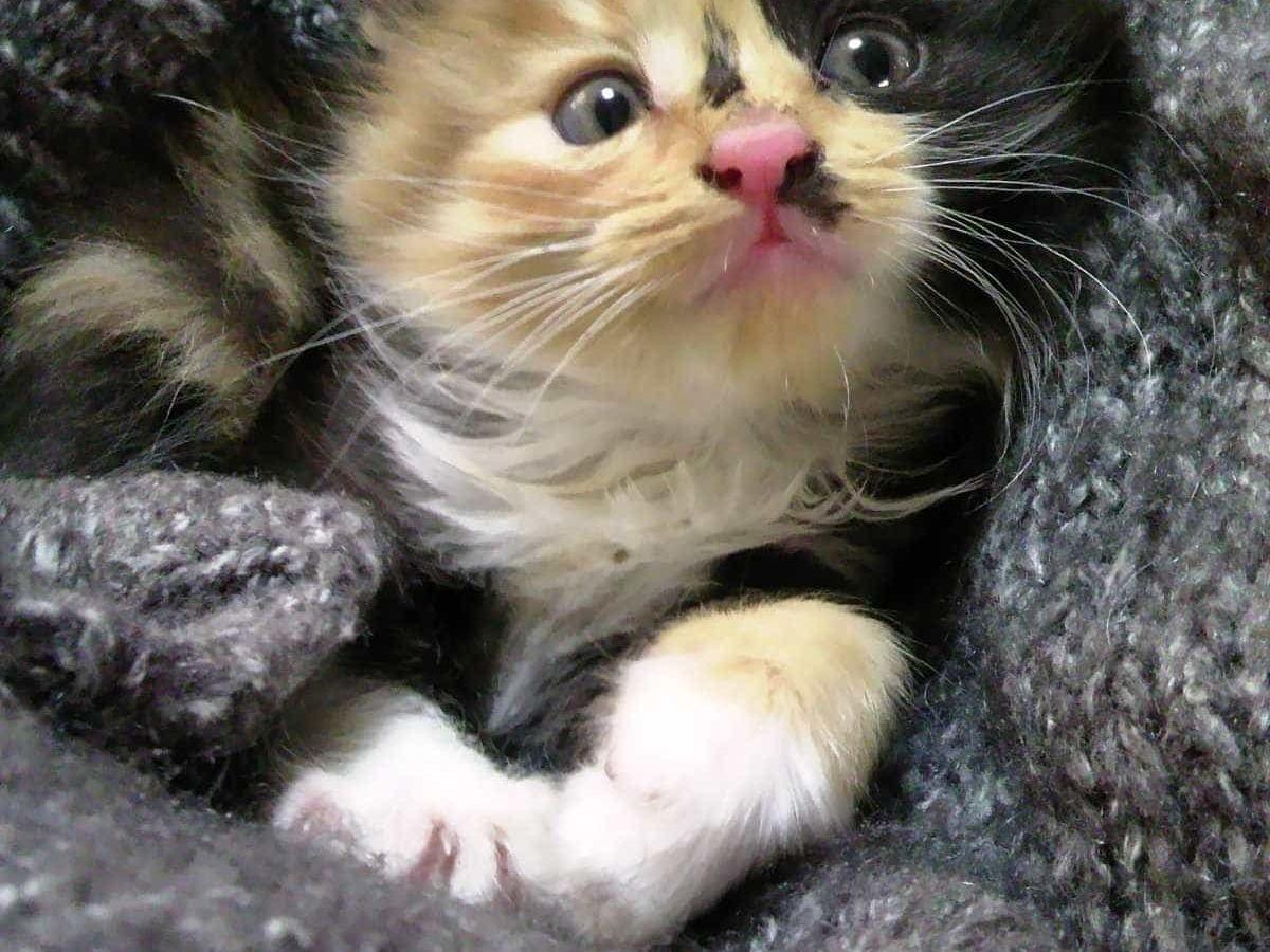 みけにゃんちゃん みけにゃんちゃん