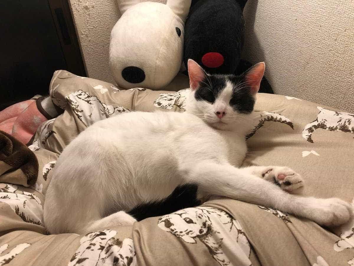 しゃけちゃん しゃけちゃん