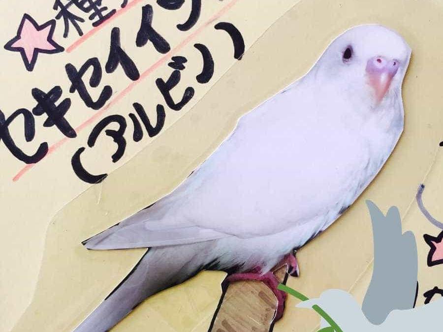 パルちゃん パルちゃん