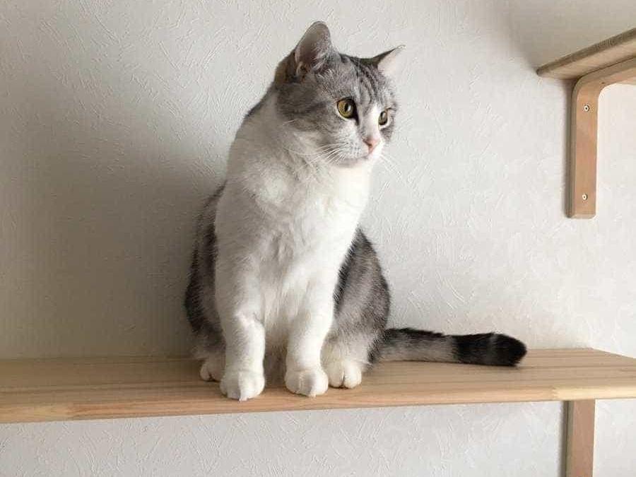 ミントちゃん ミントちゃん