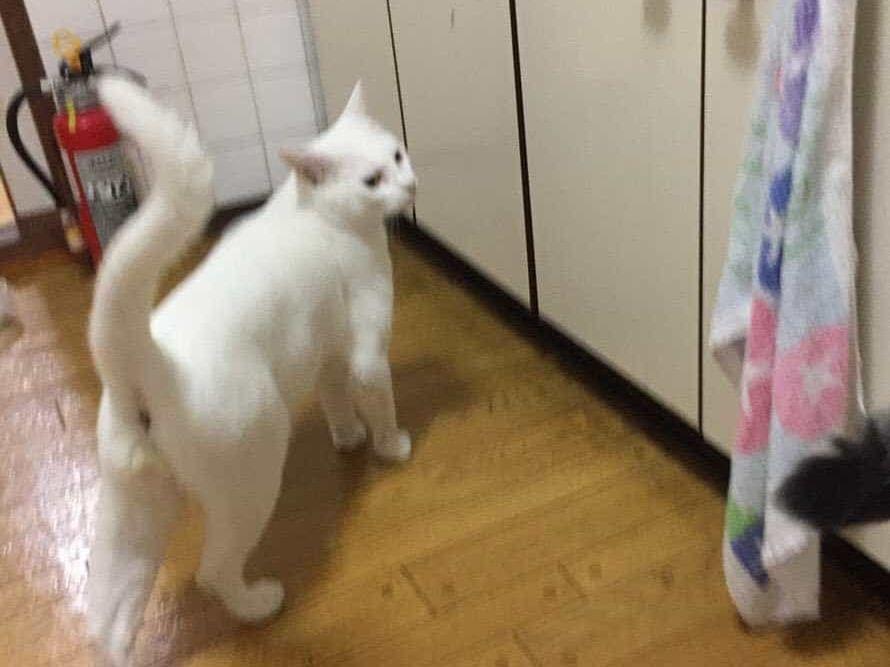 ごはんちゃん ごはんちゃん