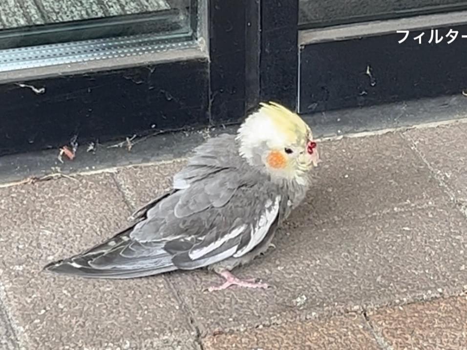 保護された鳥 保護された鳥