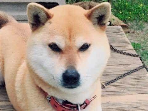 ひめちゃん ひめちゃん