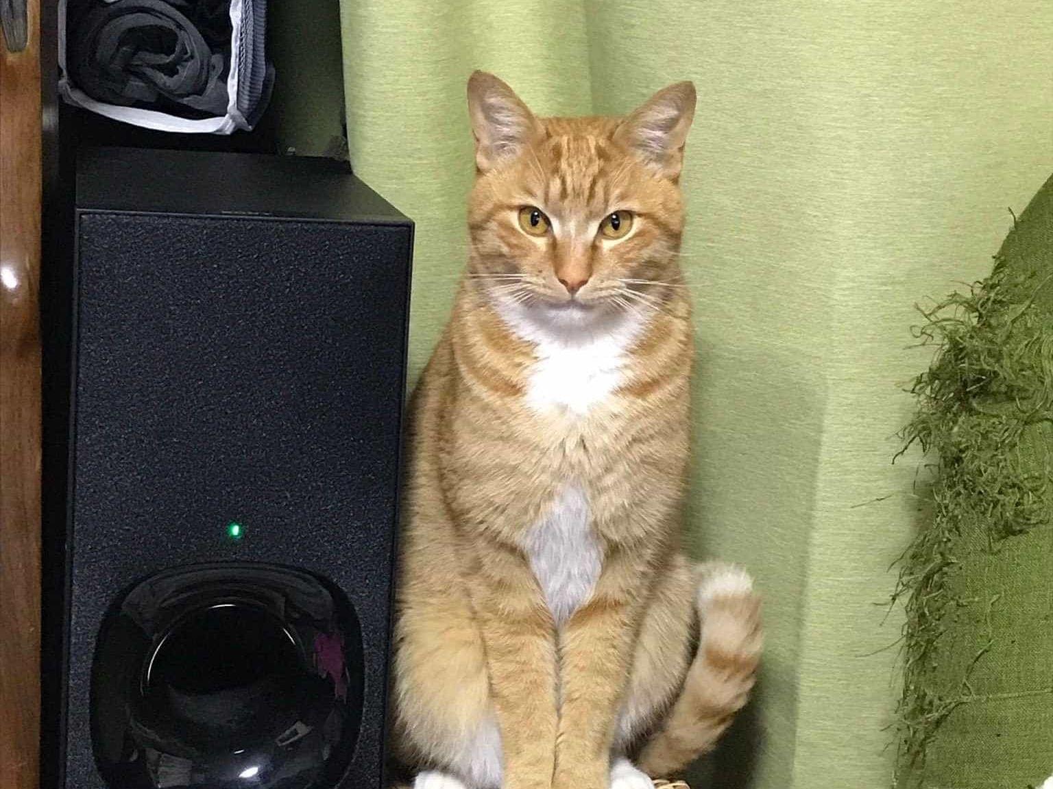 むぎちゃん むぎちゃん