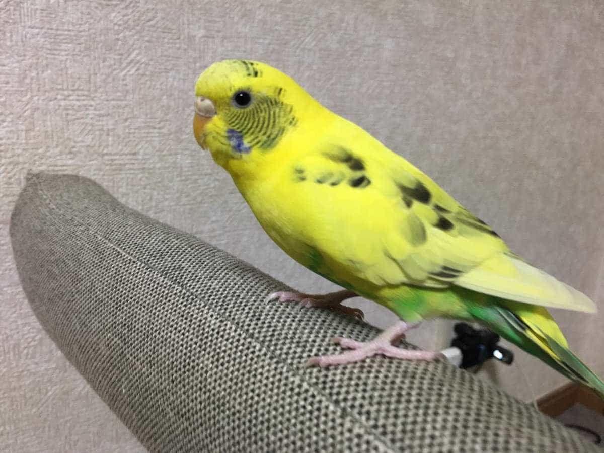ぺぺちゃん ぺぺちゃん