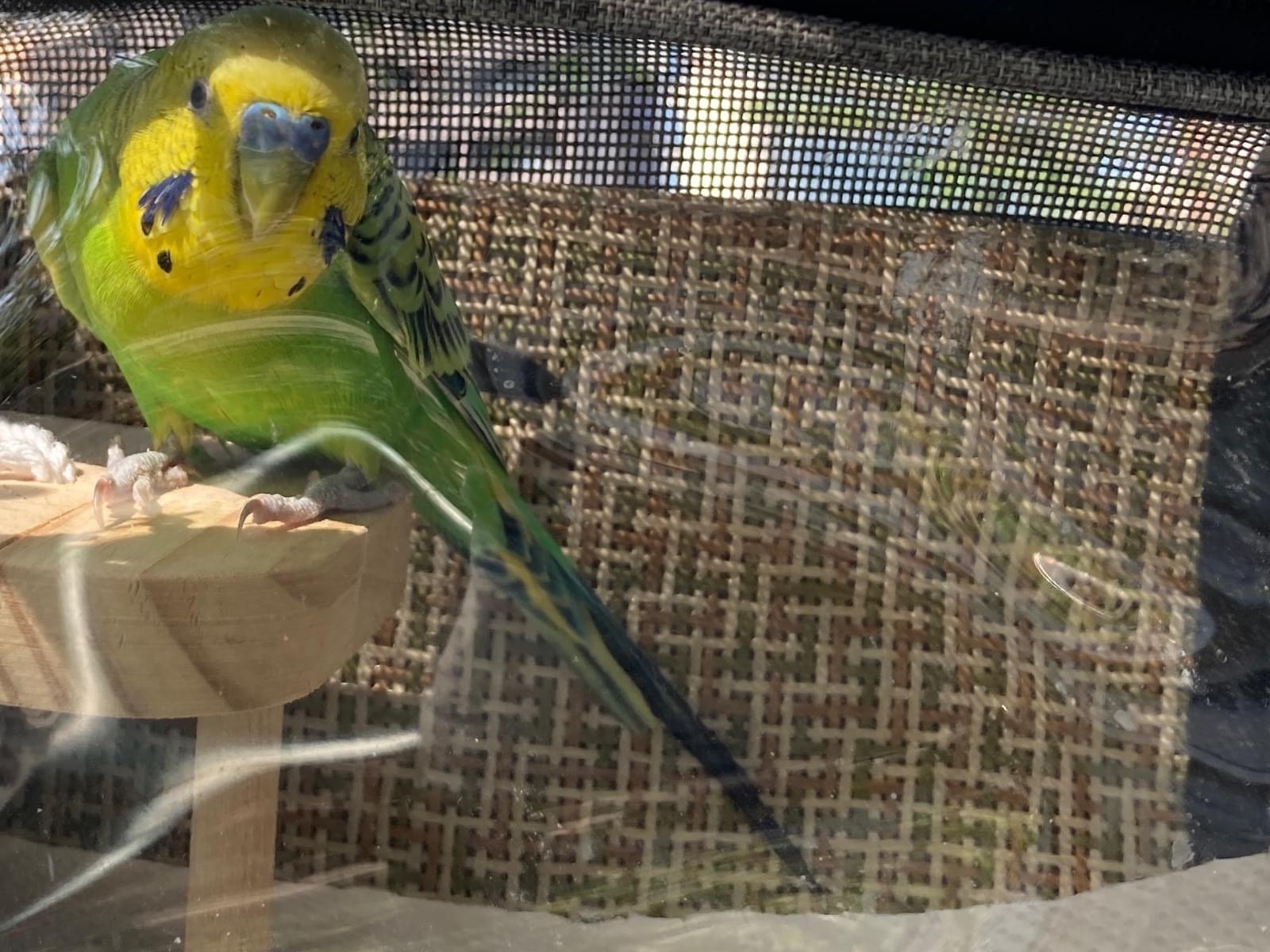 なつおちゃん なつおちゃん