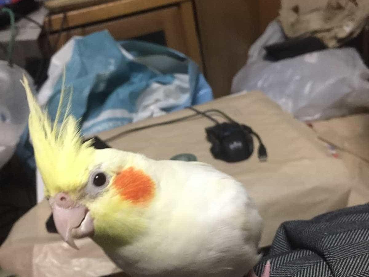 ぴーちゃん ぴーちゃん