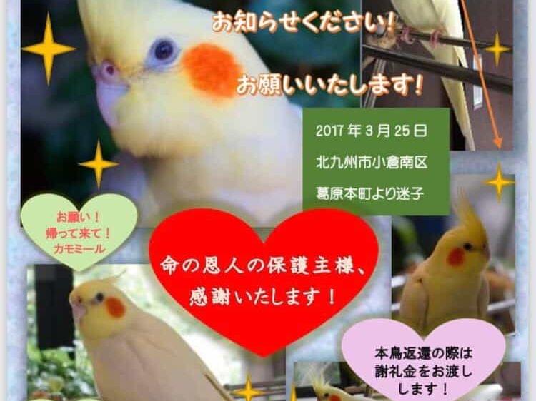 カモミールちゃん カモミールちゃん
