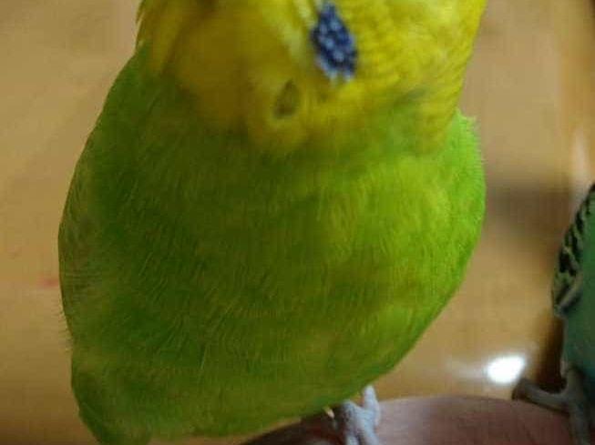 ぴいちゃん ぴいちゃん