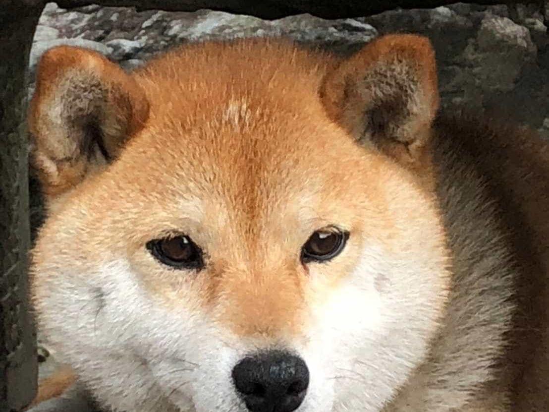 もみじちゃん もみじちゃん