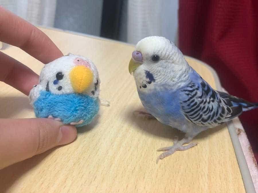 アロンちゃん アロンちゃん