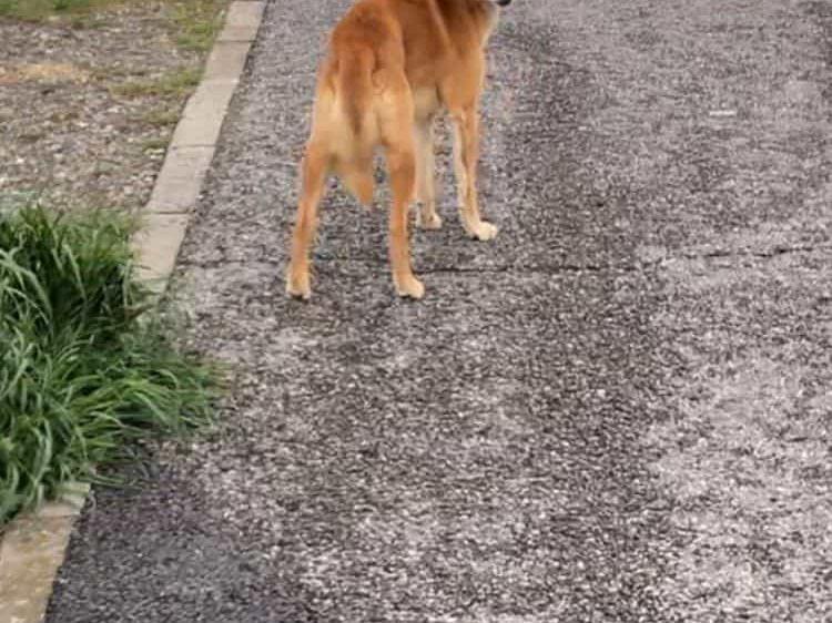 保護された犬 保護された犬
