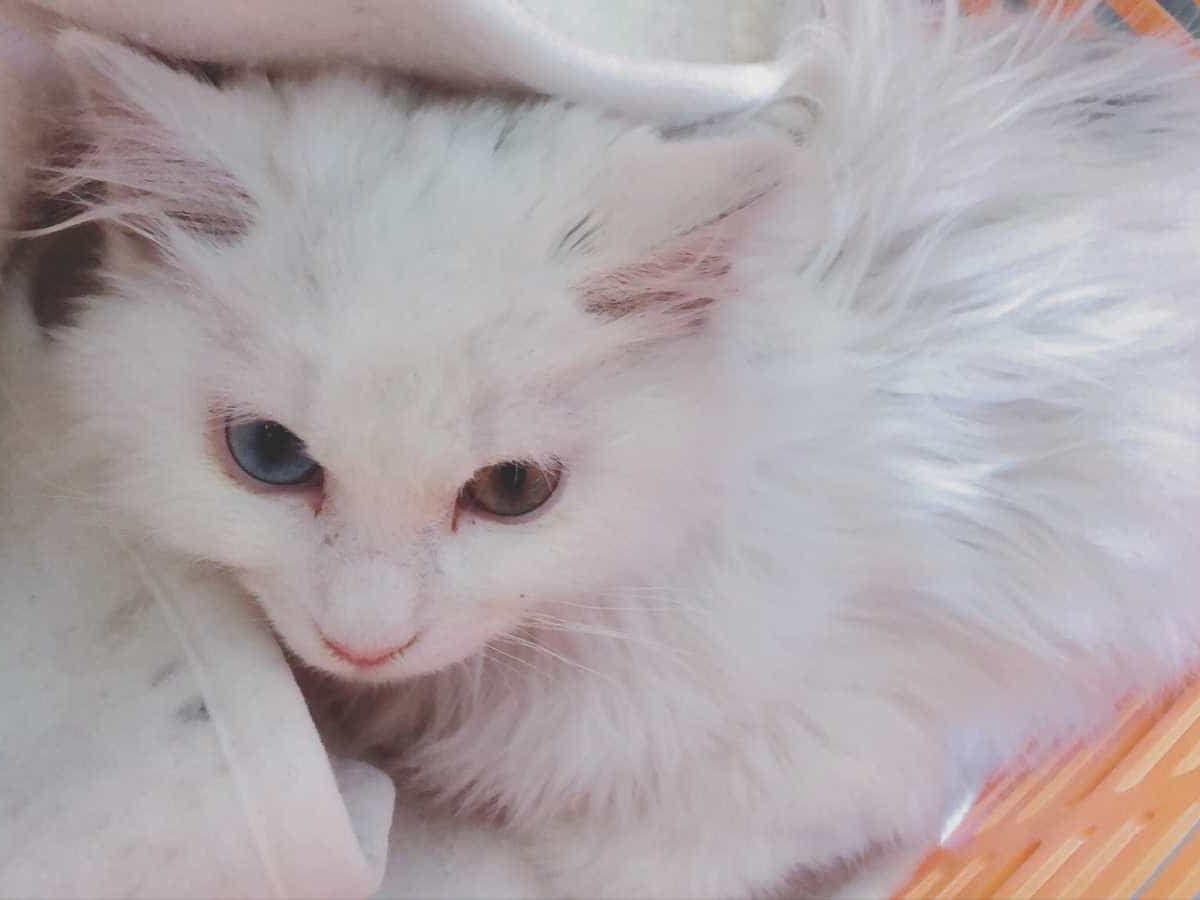 保護された猫 保護された猫