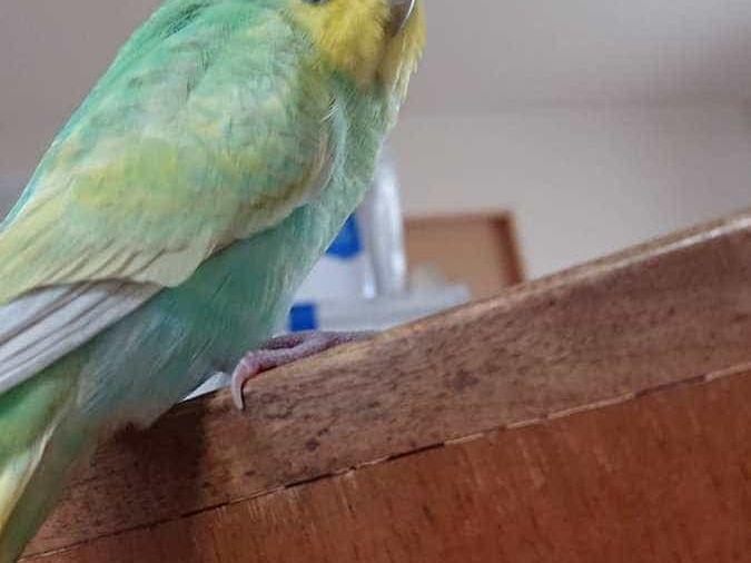 インコちゃん インコちゃん